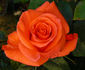 Orange Passion ™ rose photo