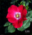 Our Molly rose photo