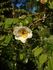 R. wardii culta rose photo