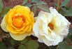 Benita ® rose photo