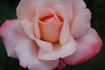 Arioso rose photo