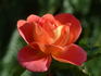 Shanty rose photo