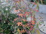 1-72-1DLFED rose photo