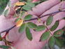 1-72-1DLFED rose photo