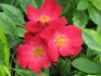Berlin rose photo