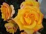 Konfetti ™ rose photo