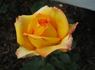 Konfetti ™ rose photo