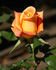 Amber® rose photo