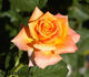 Amber® rose photo