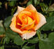 Amber® rose photo