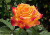 Amber® rose photo