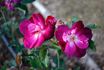 Indica purpurea rose photo