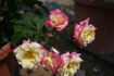 Luscious Lucy ™ rose photo