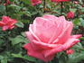 Friendship rose photo
