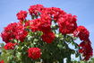 Topsy Turvy ™ rose photo