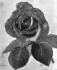 Suzanne-Marie Rodocanachi rose photo