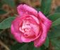 Général Tartas rose photo