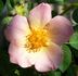 Miss Bloomsalot rose photo