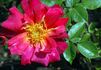 Böhms Climber rose photo