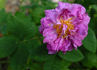 Agatha rose photo