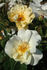 Autumn Delight rose photo