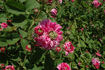 Belle Herminie rose photo
