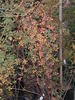 1-72-1DLFED rose photo