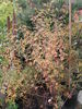 1-72-1DLFED rose photo