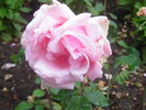Bohemia rose photo