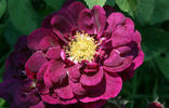 Séguier rose photo