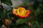 Kismet ™ rose photo