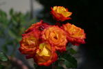 Kismet ™ rose photo
