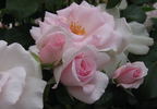 City of London ® rose photo