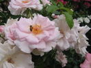 City of London ® rose photo