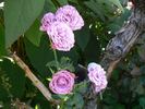 Blue Velvet rose photo