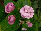 Blue Velvet rose photo