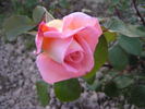 Beryl Formby rose photo