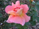 Beryl Formby rose photo