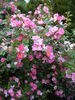Magnifica rose photo