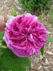 Ellen Tofflemire rose photo