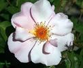 Bass Tone rose photo