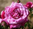 Big Hearted rose photo