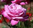 Big Hearted rose photo