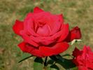 Aenne Burda rose photo