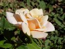 Alezane rose photo