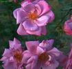 Dancing Lady rose photo