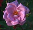 Dancing Lady rose photo