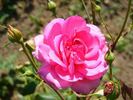 Böhmorose rose photo