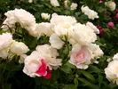 Dagmar Späth, Cl. rose photo