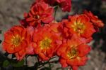 Darling Flame rose photo